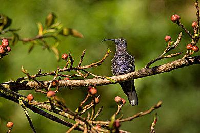 任天堂Switch Online新增三款SNES和NES游戏